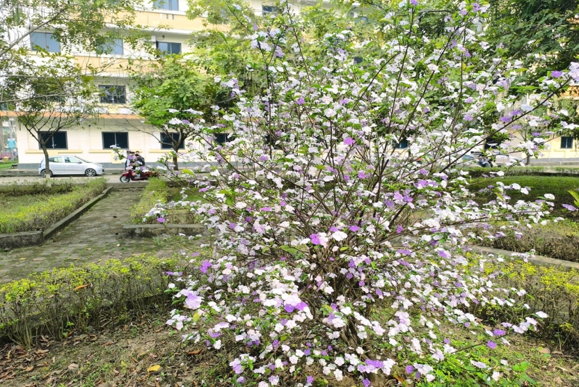 Lịch tuần từ 17/3/2025 đến 23/3/2025