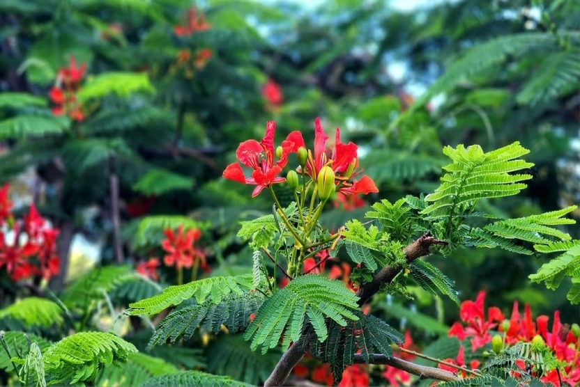 Trang thông tin luận án của nghiên cứu sinh Ngô Quốc Huy