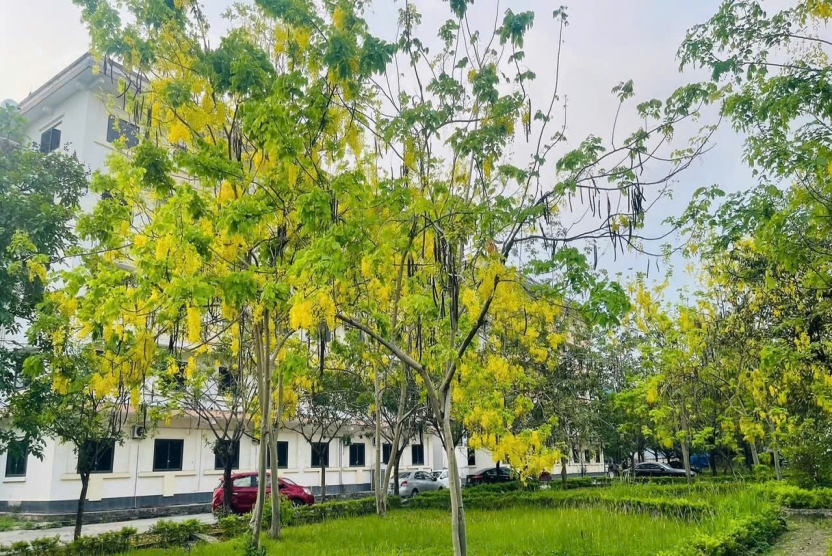 Trang thông tin luận án của nghiên cứu sinh Mai Thị Thu Hà